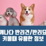 투코리안 - 캐나다 반려견/반려묘 키울때 유용한 정보